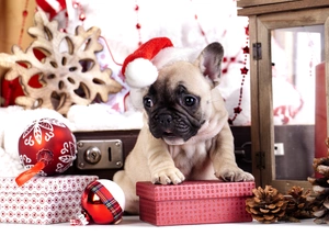 Boxes, Buldog, cones, french, Puppy, baubles, ornamentation