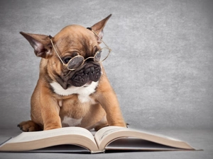 French Bulldog, Book, dog, Glasses