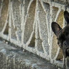 Head, French Bulldog