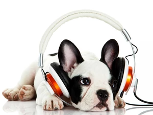 French Bulldog, HEADPHONES