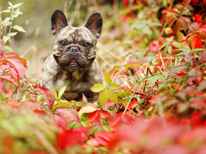 French Bulldog, Leaf