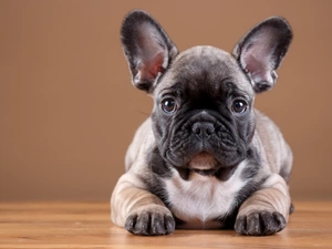French Bulldog, Puppy