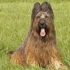 Shepherd French Briard