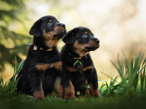 Two cars, Shepherd French Beauceron, grass, puppies