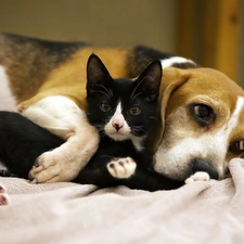 friends, dog, Black, Beagle, kitten