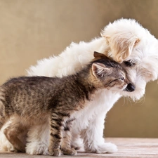 Friends, cat, dog, Puppy