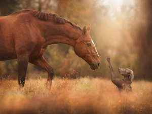 friends, Horse, dog, feet