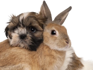 friends, Rabbit, doggy