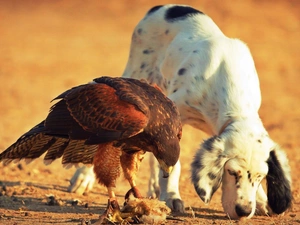 eagle, friends, dog