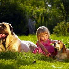 friends, Meadow, girl, Dogs