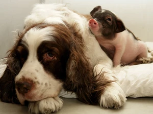 piglet, friends, dog