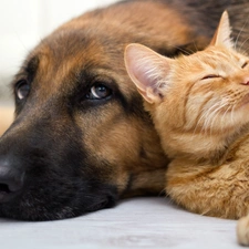 cat, friendship, dog