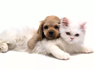 dog, friendship, cat