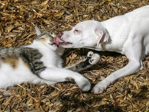 friendship, kitten, dog