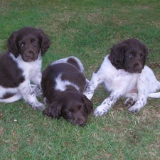 Friesian Pointing Dogs, puppies, Three, sweet