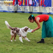 Frisbee, Women, dog, fetch, Border Collie