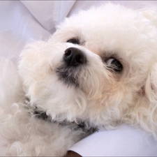 Bichon frise, muzzle