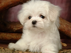 Bichon frise, White