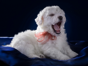 ribbon, yawning, Bichon frise