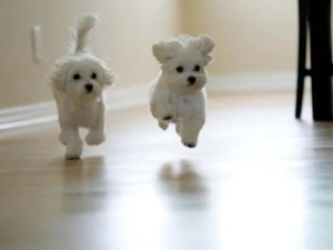 Bichon frise, Two cars, puppies