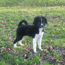 Frisian pointer, Stabyhoun, young