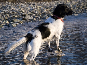 Stabyhoun, Frisian pointer