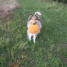 grass, frizbee, dog