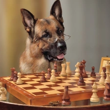 Funny, chess, sheep-dog, german