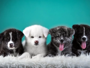 Fur, four, puppies