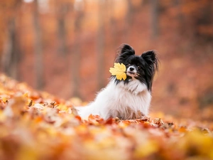 fuzzy, background, Miniature Continental Toy Spaniel Papillon, Leaf, dog