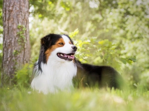 fuzzy, background, car in the meadow, trees, Australian Shepherd