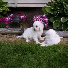 Garden, Bichon frise, Two cars, White