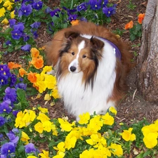 Garden, Flowers, Collie rough