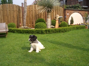 Garden, Polish Lowland Sheepdog