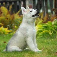 Puppy, Garden, Husky