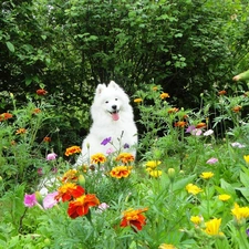 Garden, Samojed