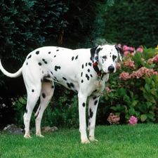 Garden, dog-collar, dog, sapling, Dalmatian