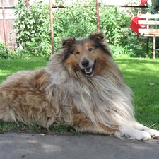 Garden, Scottish Shepherd Collie