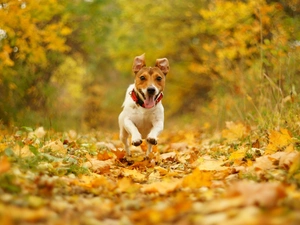 terrier, autumn, Bokeh, gear