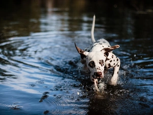 gear, Dalmatian, water