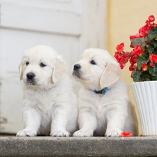 geranium, Golden Retriever, puppies, puppies