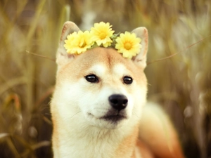 Yellow, gerberas, Akita, Inu, dog