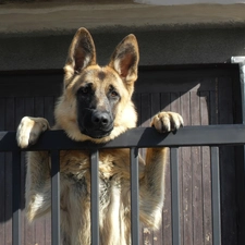 Balstrada, German Shepherd