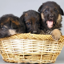 German, Shepherds, Three, basket, Puppies