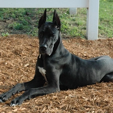 german, Dog, Big, Black