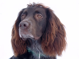 German long-haired Pointing Dog, Head