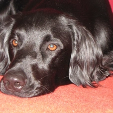 German long-haired Pointing Dog, mouth