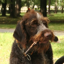 German wire-haired Pointing Dog, Head