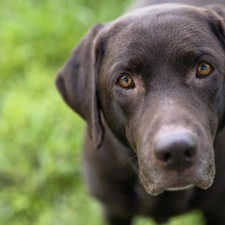 German Shorthaired Pointer, muzzle, dog, sad