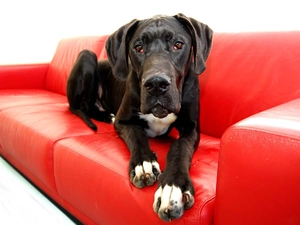 red hot, Sofa, german, Dog, dog